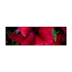 Red Peonies 10 Pack Bumper Sticker