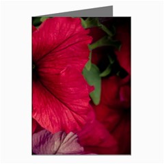 Red Peonies 8 Pack Large Greeting Card by Elanga