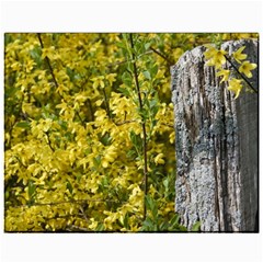 Yellow Bells 11  X 14  Unframed Canvas Print by Elanga