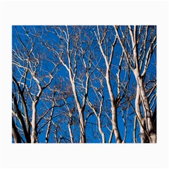 Trees On Blue Sky Twin-sided Glasses Cleaning Cloth by Elanga
