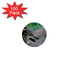 Red Wolf 1  Mini Button (100 Pack)