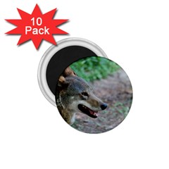 Red Wolf 1 75  Button Magnet (10 Pack)