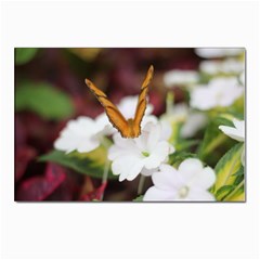 Butterfly 159 Postcard 4 x 6  (10 Pack)