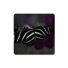 Butterfly 059 001 Magnet (square)