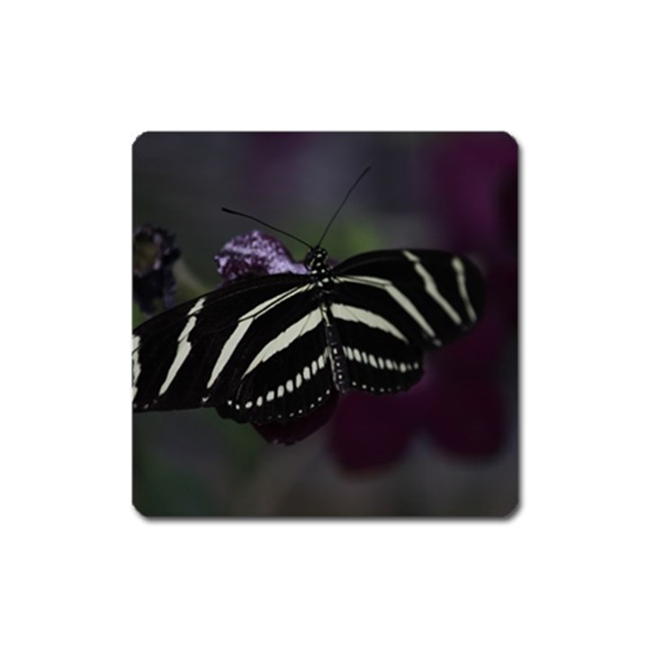 Butterfly 059 001 Magnet (Square)