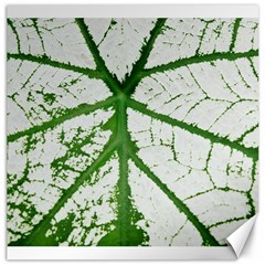 Leaf Patterns Canvas 20  X 20  (unframed)