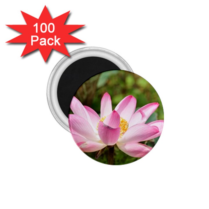 A Pink Lotus 1.75  Button Magnet (100 pack)