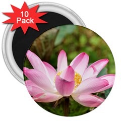 A Pink Lotus 3  Button Magnet (10 Pack) by natureinmalaysia