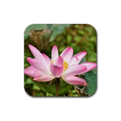 A Pink Lotus Drink Coaster (square) by natureinmalaysia