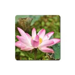 A Pink Lotus Magnet (square)