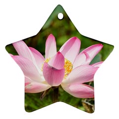 A Pink Lotus Star Ornament (two Sides)