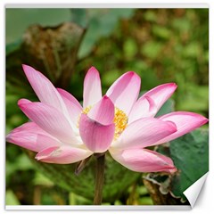 A Pink Lotus Canvas 20  X 20  (unframed) by natureinmalaysia