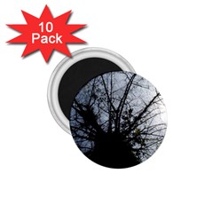 An Old Tree 1 75  Button Magnet (10 Pack) by natureinmalaysia