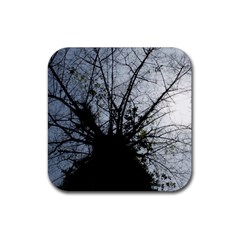 An Old Tree Drink Coaster (square) by natureinmalaysia