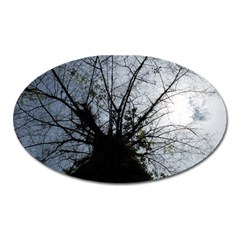 An Old Tree Magnet (oval) by natureinmalaysia