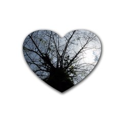 An Old Tree Drink Coasters 4 Pack (heart)  by natureinmalaysia