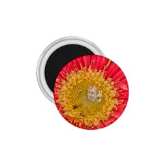 A Red Flower 1 75  Button Magnet by natureinmalaysia