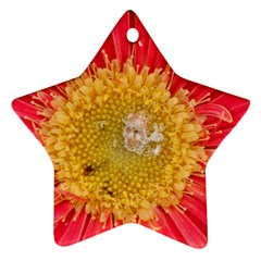 A Red Flower Star Ornament (two Sides) by natureinmalaysia