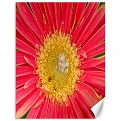 A Red Flower Canvas 18  X 24  (unframed) by natureinmalaysia