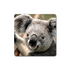 Koala Magnet (square)