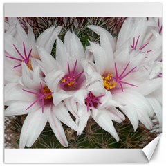 Bloom Cactus  Canvas 20  X 20  (unframed)