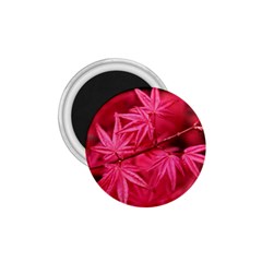 Red Autumn 1 75  Button Magnet