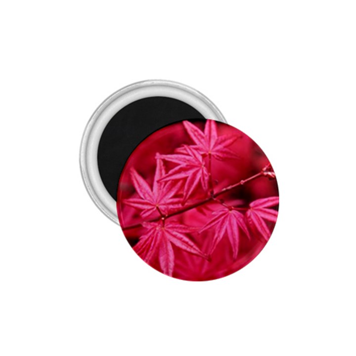 Red Autumn 1.75  Button Magnet