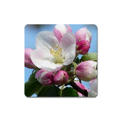 Apple Blossom  Magnet (square) by ADIStyle