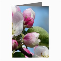 Apple Blossom  Greeting Card