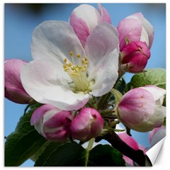 Apple Blossom  Canvas 20  X 20  (unframed)