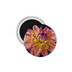 Dahlia Garden  1 75  Button Magnet by ADIStyle