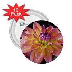 Dahlia Garden  2 25  Button (10 Pack)