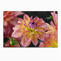 Dahlia Garden  Postcard 4 x 6  (10 Pack)