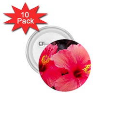 Red Hibiscus 1 75  Button (10 Pack)