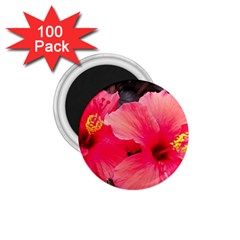 Red Hibiscus 1 75  Button Magnet (100 Pack) by ADIStyle