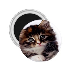 Curious Kitty 2 25  Button Magnet