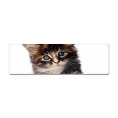 Curious Kitty Bumper Sticker 10 Pack by mysticalimages