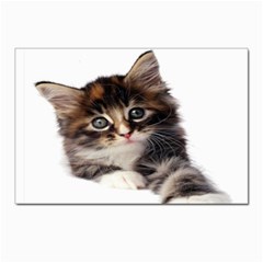 Curious Kitty Postcard 4 x 6  (10 Pack) by mysticalimages