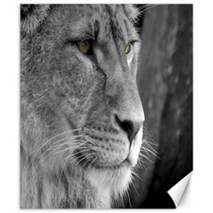 Lion 1 Canvas 8  X 10  (unframed)