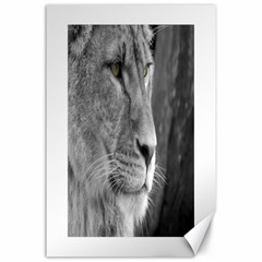 Lion 1 Canvas 24  X 36  (unframed)