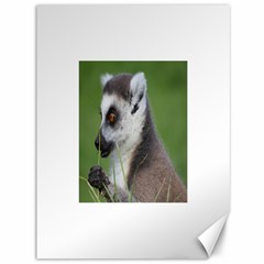 Ring Tailed Lemur  2 Canvas 36  X 48  (unframed) by smokeart