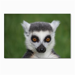 Ring Tailed Lemur Postcards 5  X 7  (10 Pack)