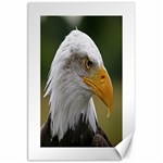 Bald Eagle (2) Canvas 20  x 30  (Unframed) 19.62 x28.9  Canvas - 1