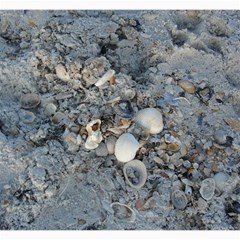 Sea Shells On The Shore Canvas 20  X 20  (unframed) by createdbylk