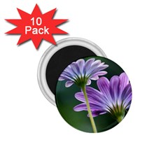 Flower 1 75  Button Magnet (10 Pack) by Siebenhuehner