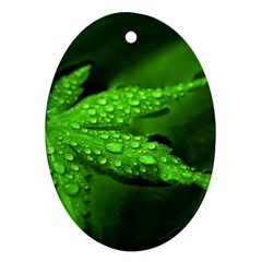 Leaf With Drops Oval Ornament