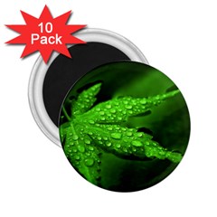 Leaf With Drops 2.25  Button Magnet (10 pack)