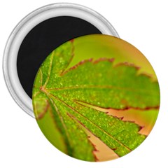 Leaf 3  Button Magnet by Siebenhuehner