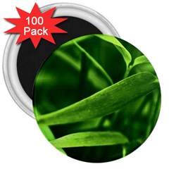 Bamboo 3  Button Magnet (100 pack)