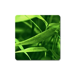 Bamboo Magnet (square) by Siebenhuehner